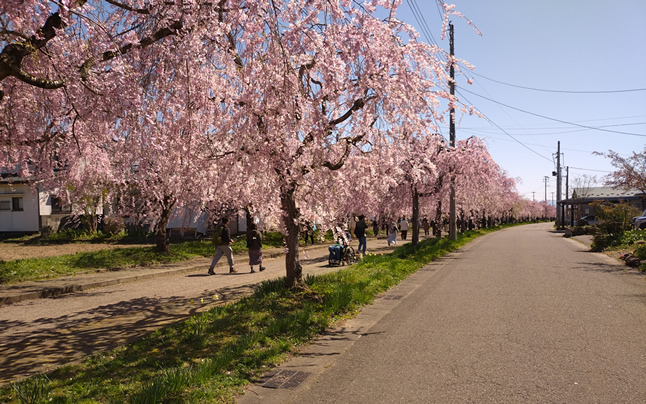 �V�����̂������