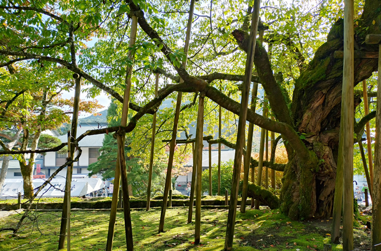 �։��� ������