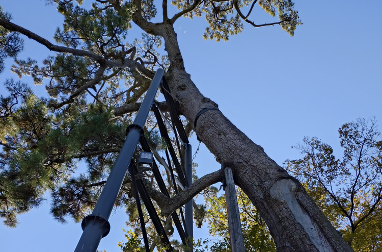 ���c����Ֆ{�ۂ̋���