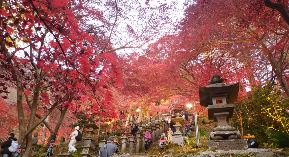 ���C�g�A�b�v�g�t