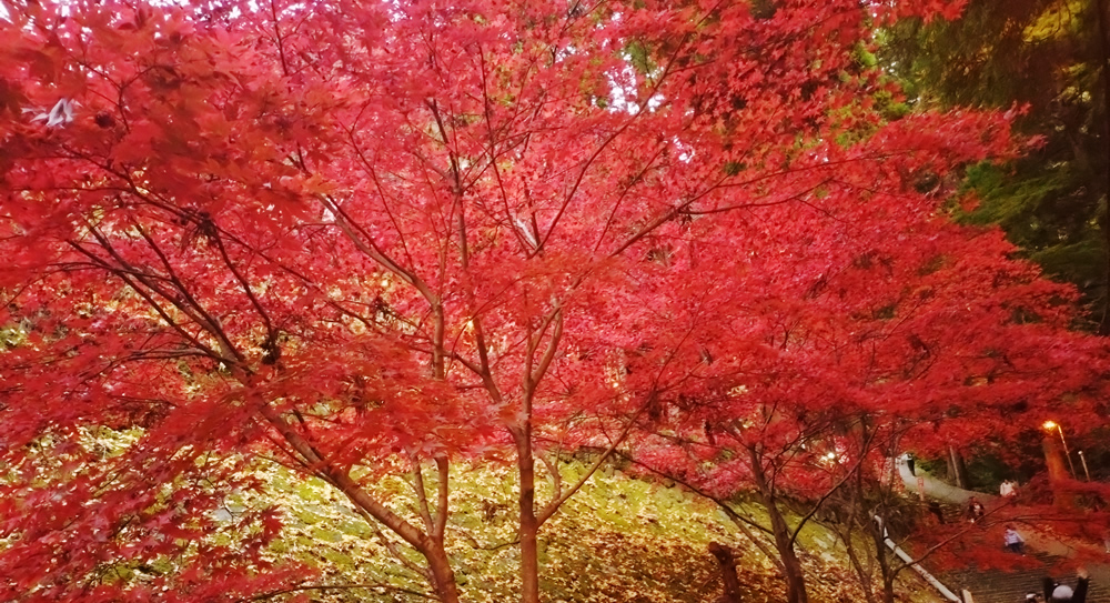 �R����悤�ȍg�t