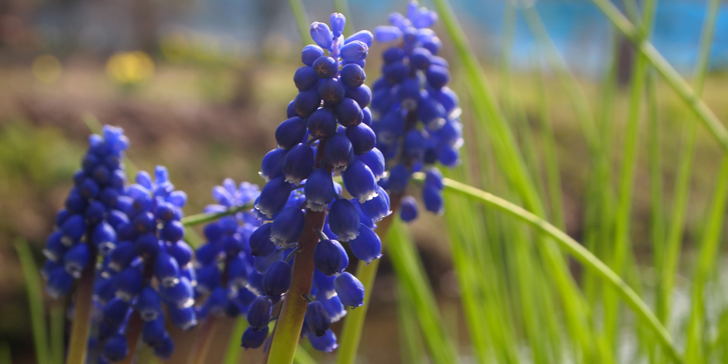 ���X�J��