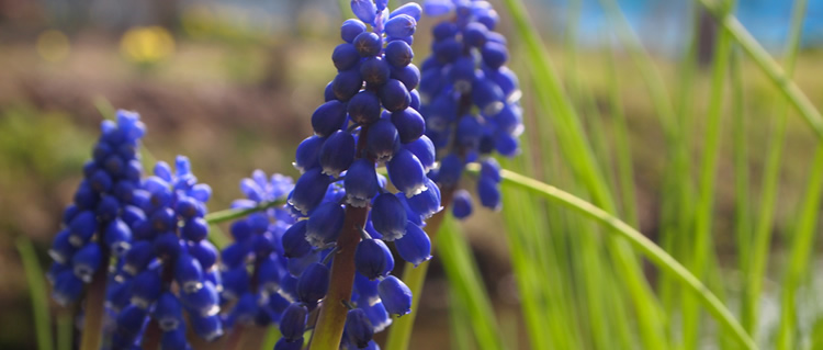 ���X�J��