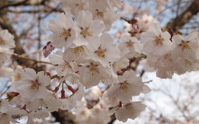 �V������̍�