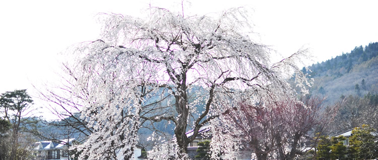 �Ҋ��r�@�������