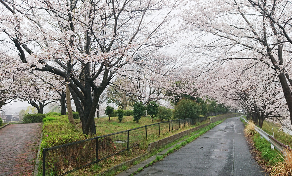 八崎公園と矢那川の桜