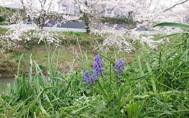 ���X�J���ƍ�