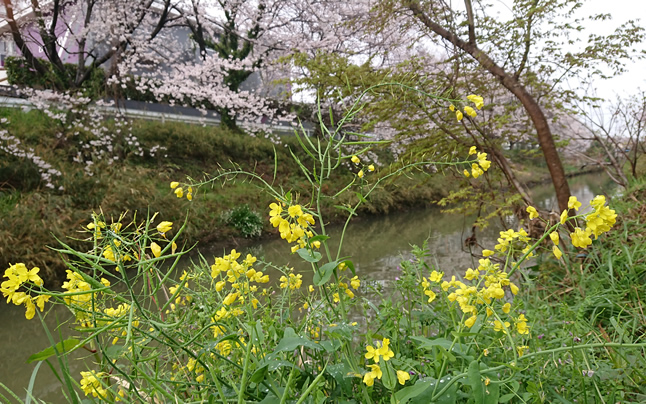 ���c3���ځ@�؂̉Ԃƍ�