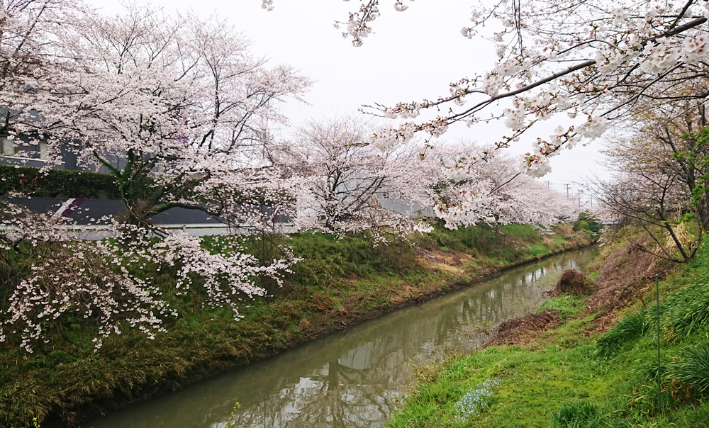 太田三丁目 桜