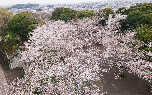 ���݂��炸�^���[����̑��c�R�����R����