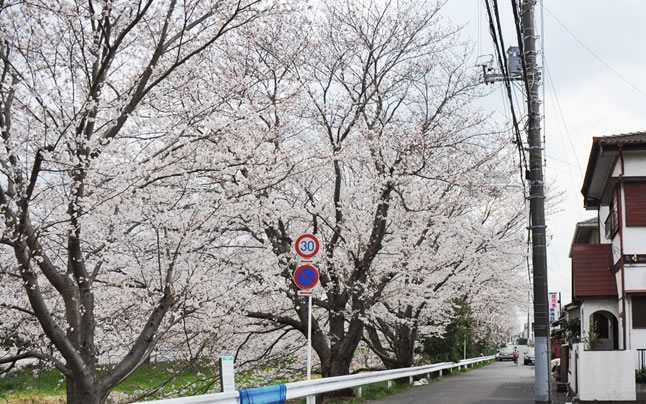 ��ߐ쉈���ň�ԑ傫�ȍ�