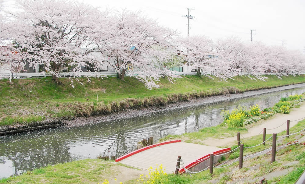 ��ߐ� �؂̉ԁ@��