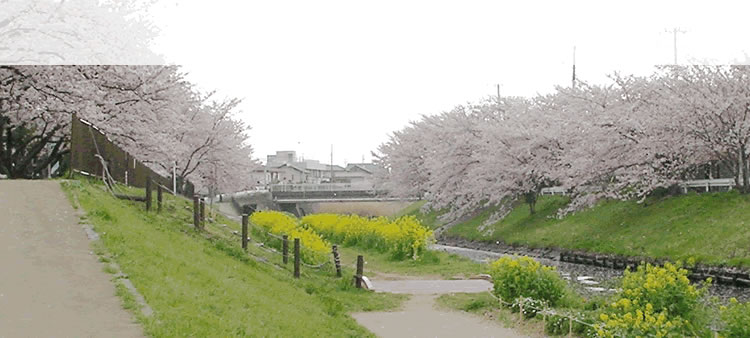 ��ߐ�����؂̉�