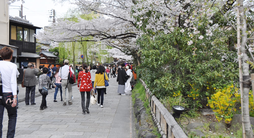 ���쉈�� 43�{�̍��̖؂���������