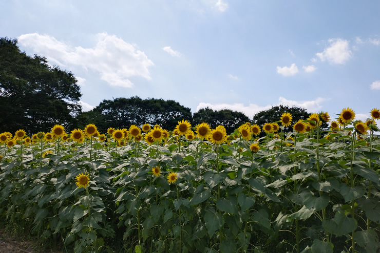 �n�C�u���b�h�T���t�����[