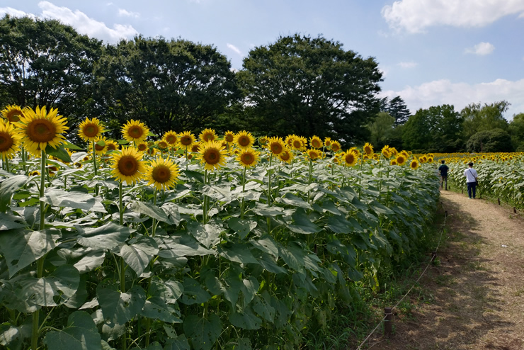 �C���X�^�f���X�|�b�g