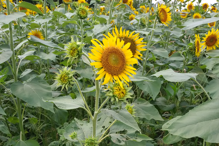 1�{�̌s����q�}��������������