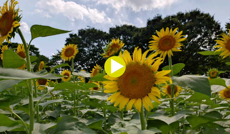 �C���X�^�f���X�|�b�g