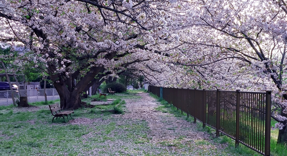 ��ߐ�����̃g���l��