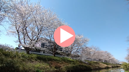 �y�肩�猩���