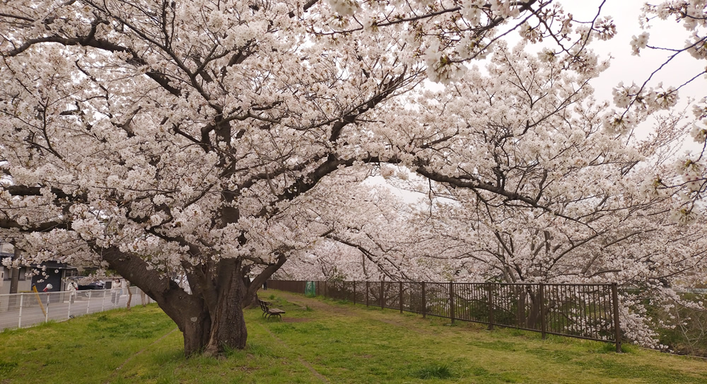 ��ߐ�����̃g���l��