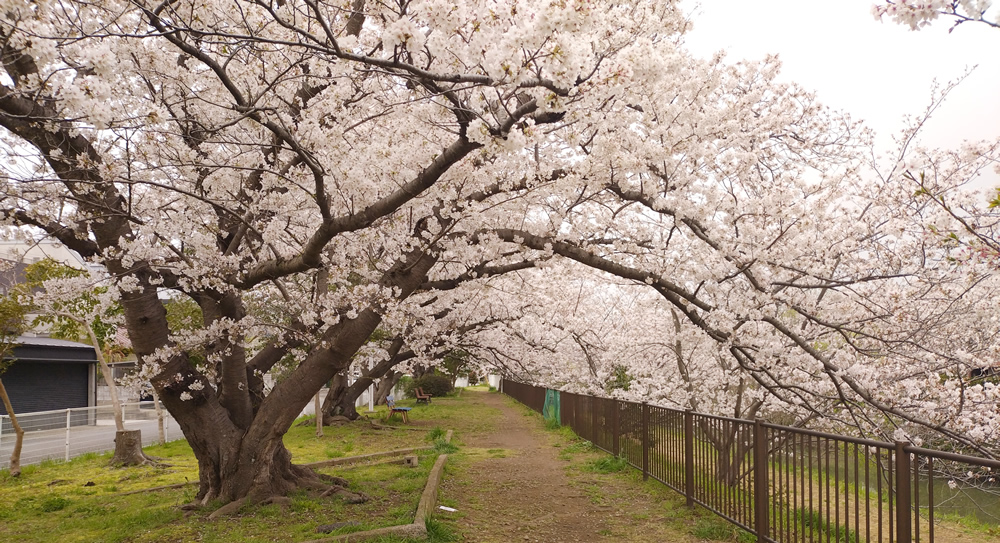 ���̃g���l��