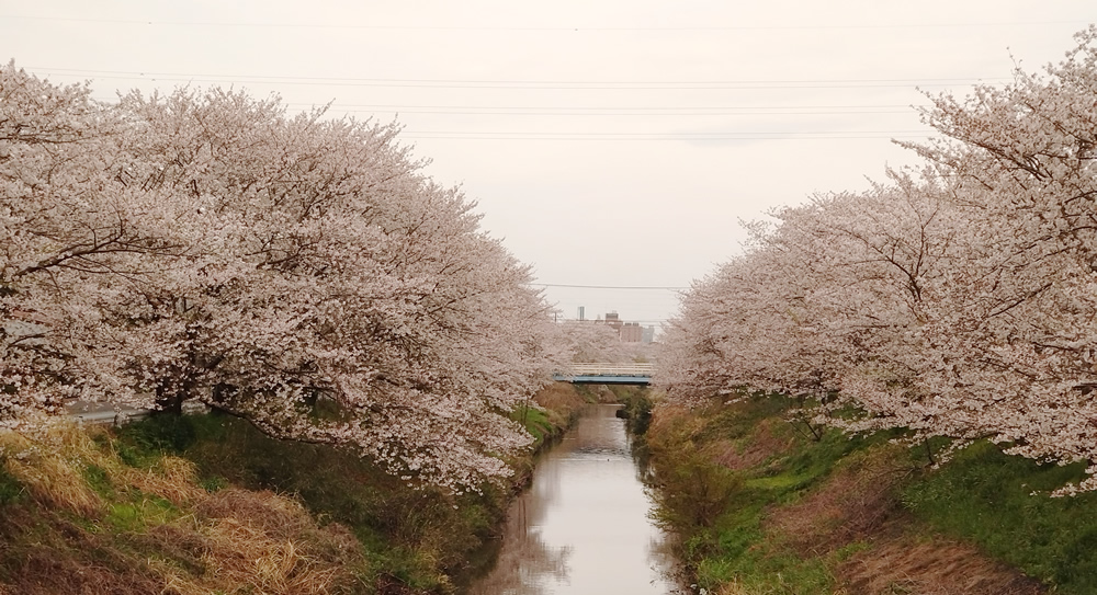 ��ԑ傫�ȍ����猩���ߐ�